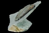 Lower Cambrian Trilobite (Longianda) - Issafen, Morocco #167890-3